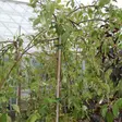 Riippamarjaomenapuu Pendula - Koristepuut - 43302 - 2