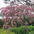Riippapurppuraomenapuu Royal Beauty - Koristepuut - 4332 - 2