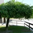 Riippapihlaja Pendula - Koristepuut - 41862 - 2