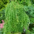 Riipparaita Kilmarnock rungolla - Koristepuut - 41712 - 2