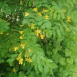 Siperianhernepensas - Koristepensaat - 4312 - 1