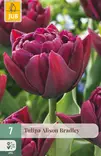 Tulppaani Alison Bradley 7kpl/pkt - Tulppaanit - 8720873006962 - 2