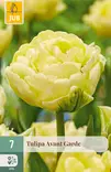 Tulppaani Avantgarde 7 kpl/pkt - Tulppaanit - 8712438982392 - 1
