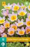 Tulppaani Bakeri Lilac Wonder 10 kpl/pkt - Tulppaanit - 8712438510052 - 2