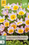 Tulppaani Bakeri Lilac Wonder 10 kpl/pkt - Tulppaanit - 8712438510052 - 1
