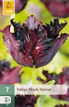 Tulppaani Black Parrot 7 kpl/pkt - Tulppaanit - 8712438506802 - 1