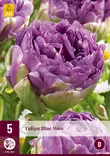 Tulppaani Blue Wow 5 kpl/pkt - Tulppaanit - 8712438975172 - 2
