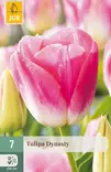 Tulppaani Dynasty 7 kpl/pkt - Tulppaanit - 8712438503092 - 1