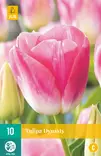 Tulppaani Dynasty 7 kpl/pkt - Tulppaanit - 8712438503092 - 1