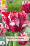 Tulppaani Estella Rijnveld 7 kpl/pkt - Kukkasipulit - 8712438506932 - 1