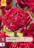 Tulppaani Qatar 5 kpl/pkt - Tulppaanit - 8712438975202 - 1