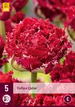 Tulppaani Qatar 5 kpl/pkt - Tulppaanit - 8712438975202 - 2
