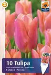 Tulppaani Salmon Prince 6 kpl/pkt - Tulppaanit - 8711148243892 - 1