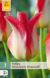 Tulppaani Strawberry Romanoff 7kpl/pkt - Tulppaanit - 8712438988912 - 1