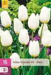 Tulppaani Triumph White 15 kpl/pkt - Tulppaanit - 8712438541452 - 1