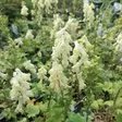 Valkoukonhattu Ivorine - Perennat - 70142 - 1