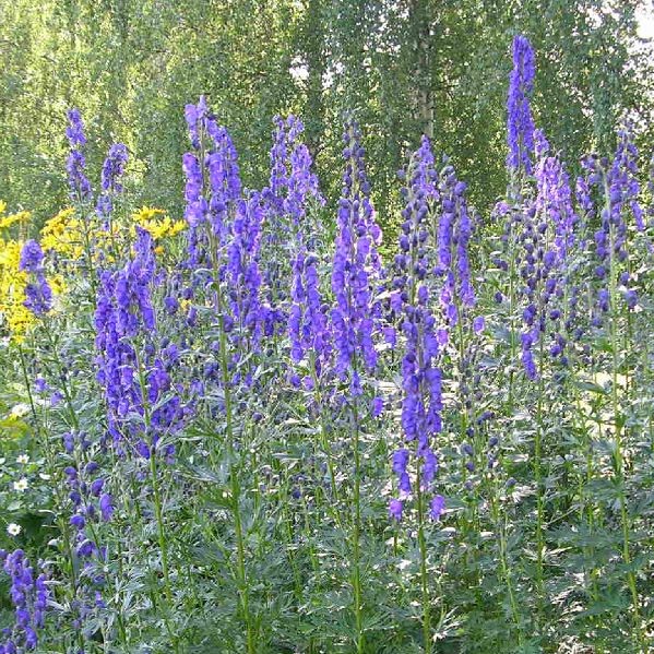 Aitoukonhattu - Perennat - 70132 - 1