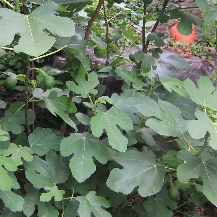Aitoviikuna Bornholm's Diamond - Hedelmäpuiden erikoislajikkeet - 14082 - 1