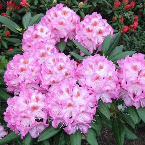 Alppiruusu Royal Violet - Alppiruusut ja atsaleat - 35202 - 1