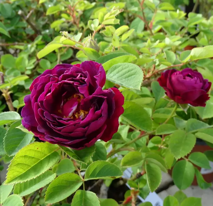 Bourbonruusu Zigeunerknabe - Puistoruusut - 23692 - 1