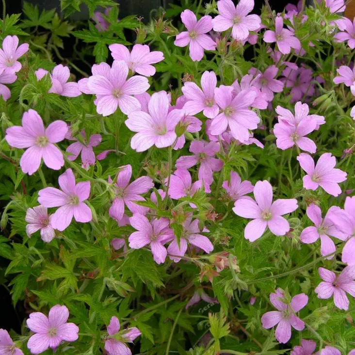 Espanjankurjenpolvi Wargrave Pink - Perennat - 72292 - 1