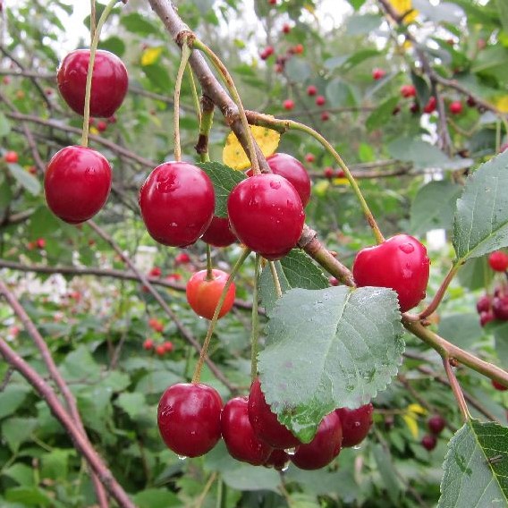 Hapankirsikka Huvimaja - Kirsikkapuut - 1372 - 1