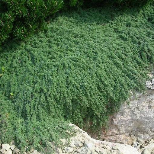 Harmaa-ajuruoho - Perennat - 75532 - 1