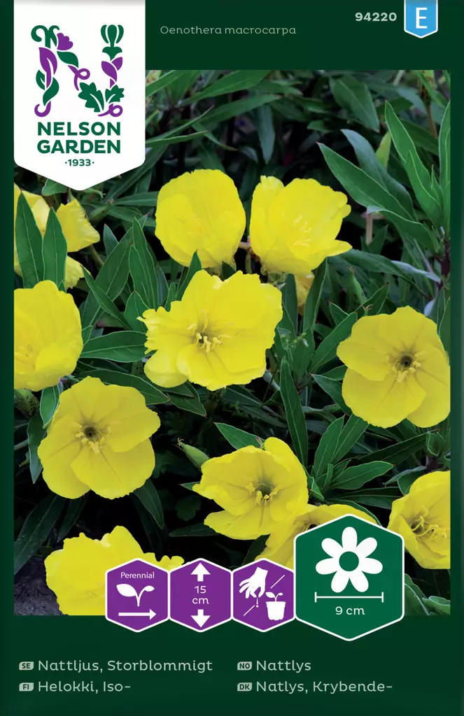 Helokki, Iso- - Kukkien ja koristeheinien siemenet - 7312600942202 - 0