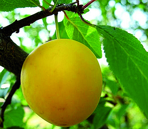 Kirsikkaluumu Pietarin Lahja Podarok St. - Luumupuut - 14312 - 1