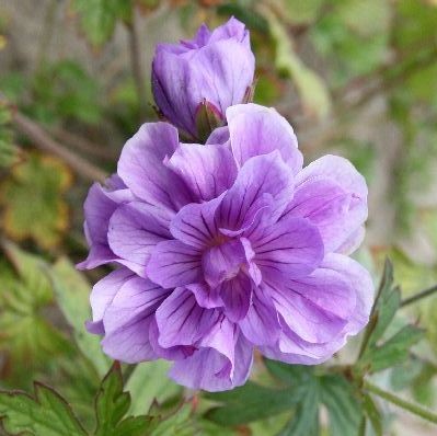 Idänkurjenpolvi Plenum - Perennat - 72282 - 1