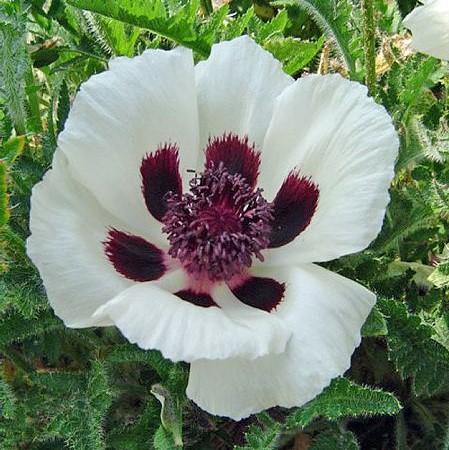 Idänunikko Royal Wedding - Perennat - 74002 - 1