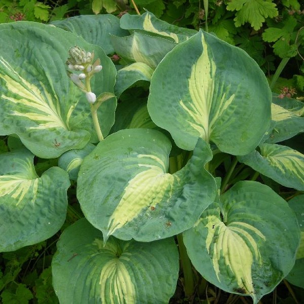 Jalokuunlilja Great Expectations - Perennat - 72672 - 1