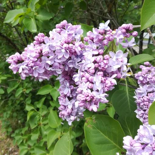 Jalosyreeni Katherine Havemeyer - Koristepensaat - 47032 - 1