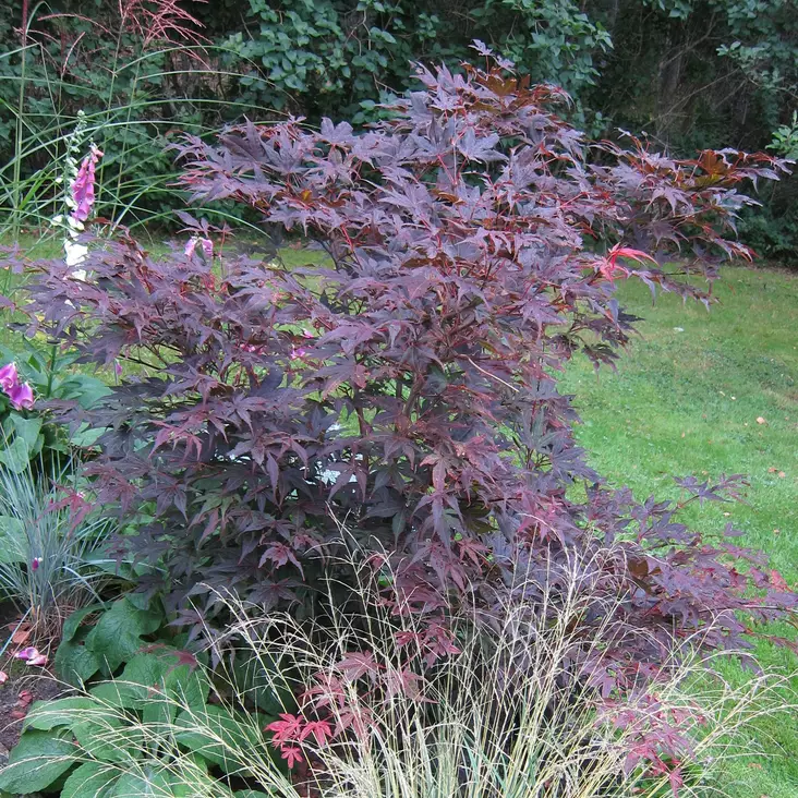 Verijapaninvaahtera Bloodgood - Koristepensaat - 4302 - 1