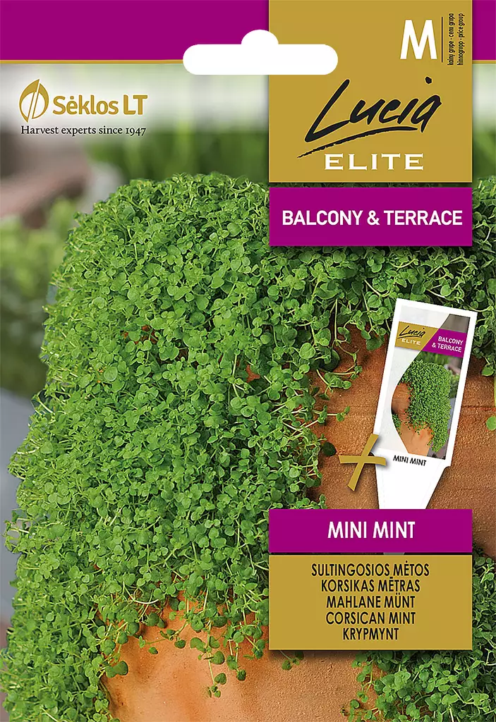 KORSIKANMINTTU ELITE MINI MINT - Vihannesten ja yrttien siemenet - 4770168320062 - 0