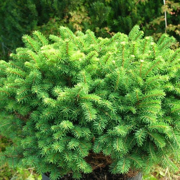 Kääpiöserbiankuusi Karel 30-40 - Havupuut - 61442 - 1