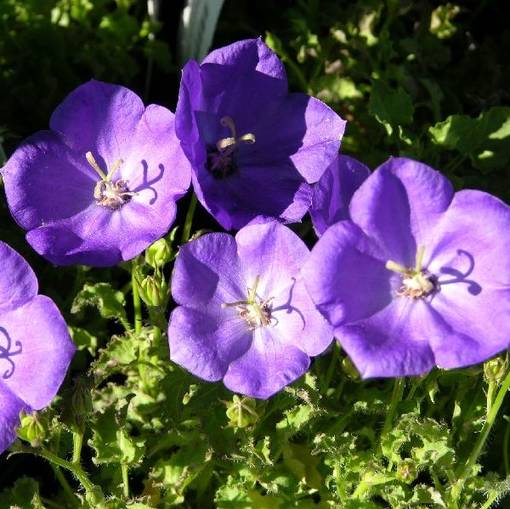 Karpaattienkello Blue Clips - Perennat - 71102 - 1