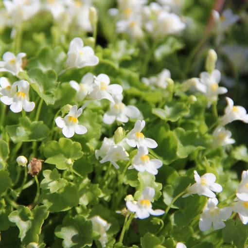 Kivikkokilkka Alba - Perennat - 71502 - 1