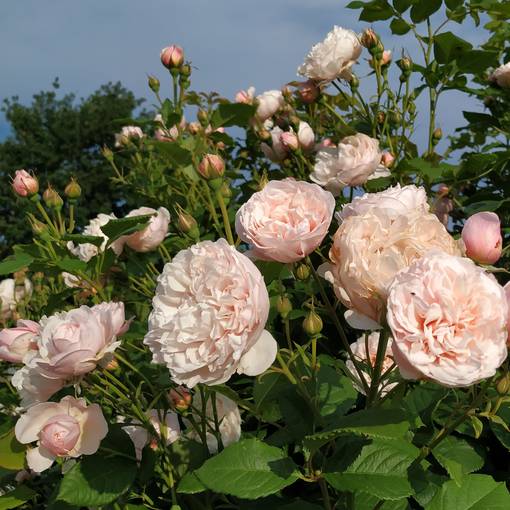 Köynnösruusu Divina - Köynnösruusut - 30842 - 1