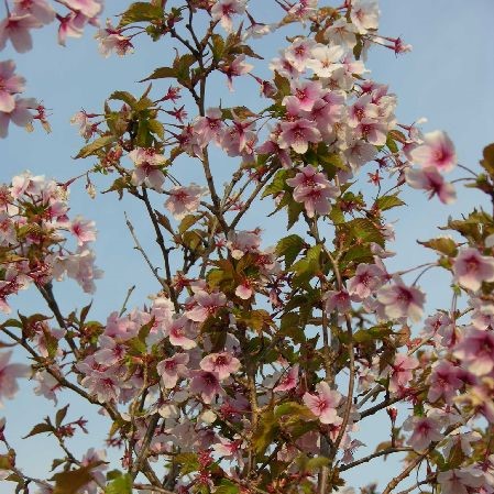 Kuriilienleimukirsikka Brillant - Koristepensaat - 43602 - 1