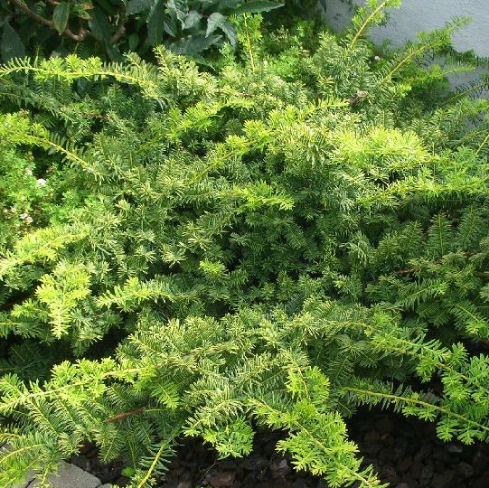 Lamomarjakuusi Repandens 40-50 - Havupuut - 6212 - 1