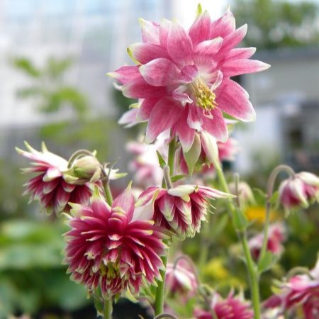 Lehtoakileija Nora Barlow - Perennat - 70452 - 1