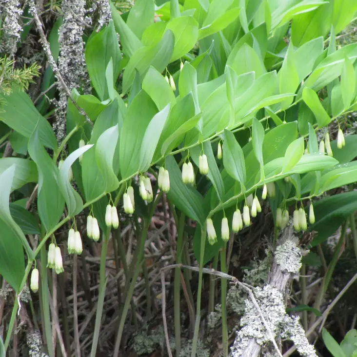 Lehtokielo - Perennat - 74402 - 1