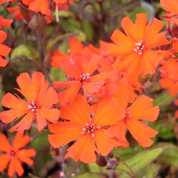 Leimurakkaus Vesuvius - Perennat - 7342 - 1