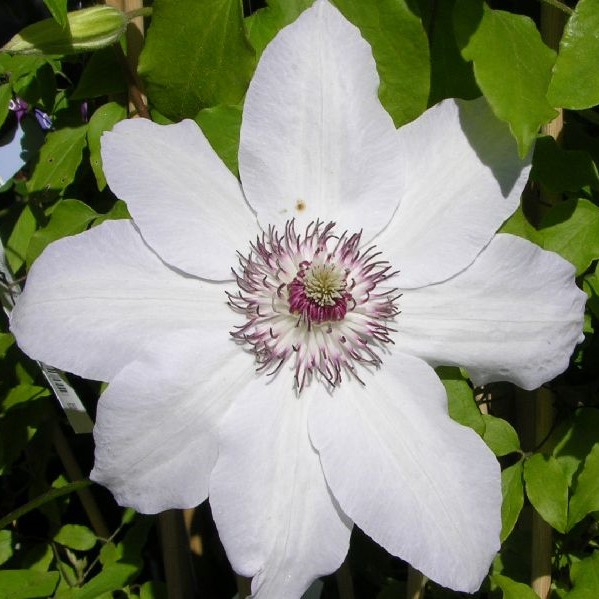 Loistokärhö Miss Bateman - Köynnöskasvit - 52312 - 1