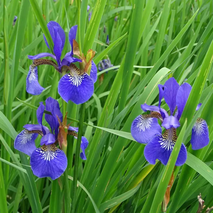 Loistokurjenmiekka Blue King - Perennat - 72912 - 1
