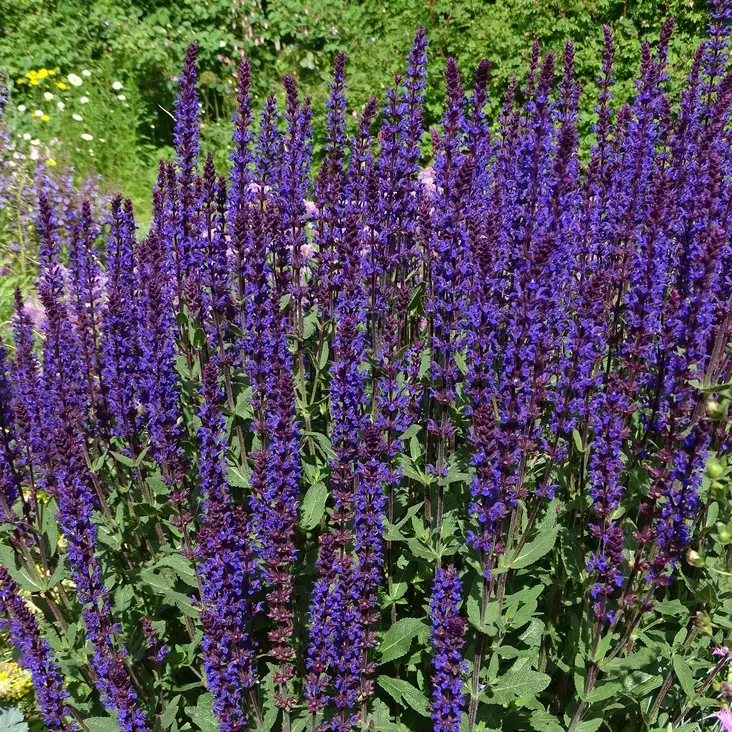 Loistosalvia Blue Queen - Perennat - 7492 - 1