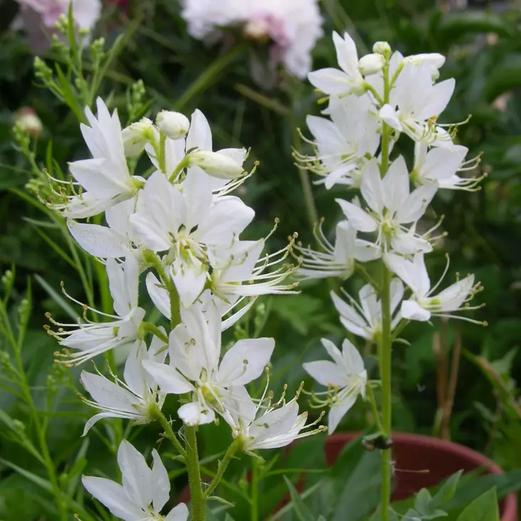 Mooseksenpalavapensas Albiflorus - Perennat - 71752 - 1