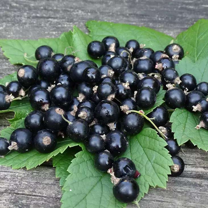 Mustaherukka Melalahti - Herukat ja karviaiset - 2012 - 1