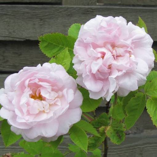 Mustialanruusu Minette - Puistoruusut - 2702 - 1